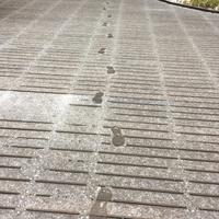 雪が降りました。