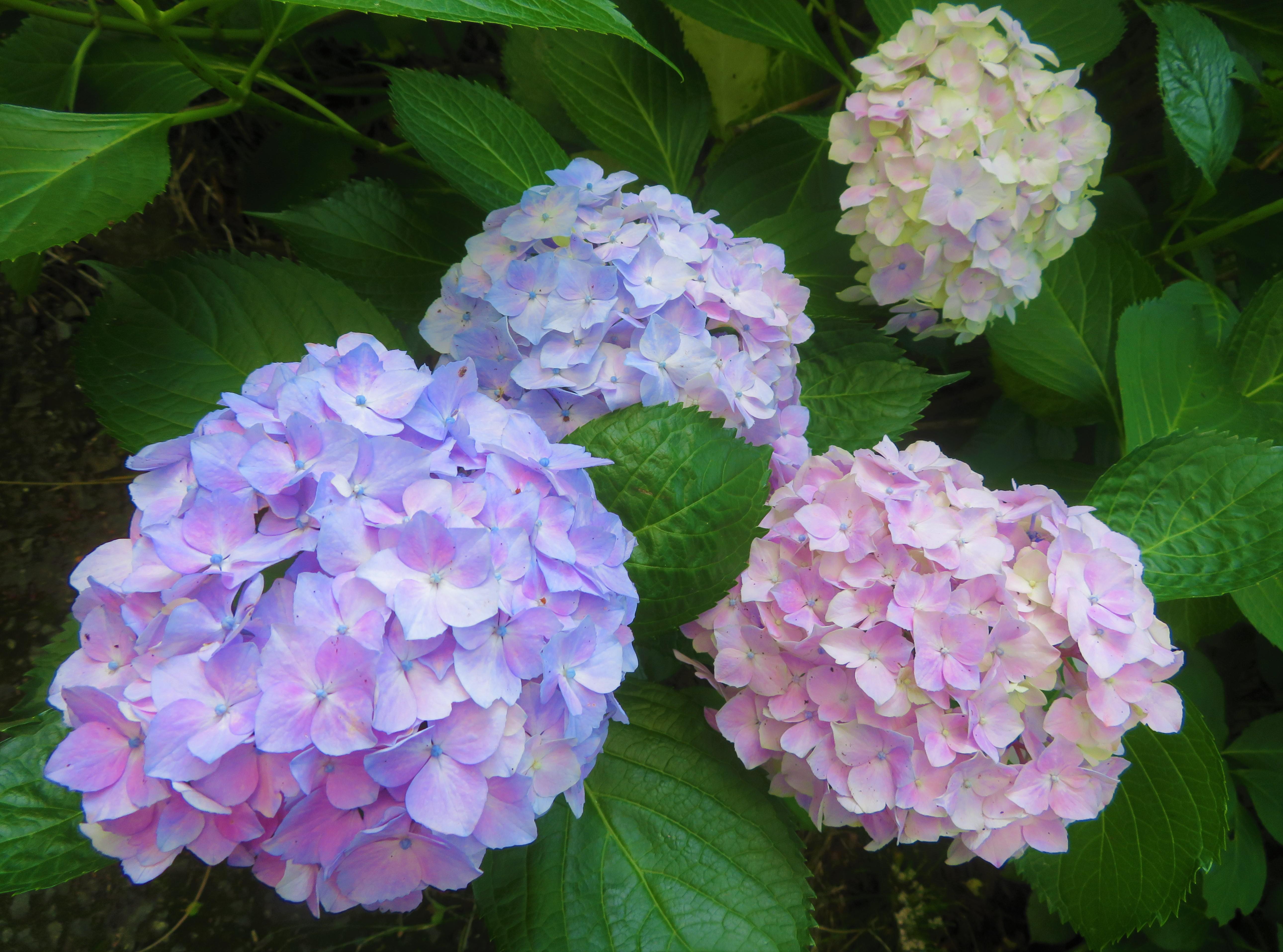 紫陽花がきれいです 旧ビレッジ日記 高尾の森わくわくビレッジ