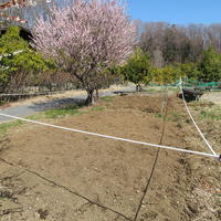 わくわくビレッジの畑に苗の植え付けをしました♪