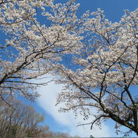 桜、満開です♪