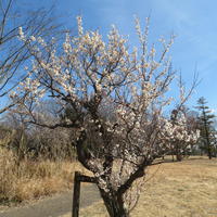 梅の開花