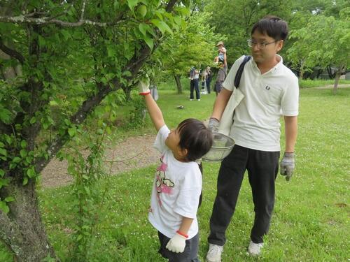 ume1.jpg