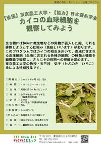 カイコの血球細胞を観察してみよう